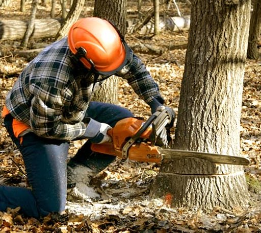 Tree Removal in Randolph Center, VT